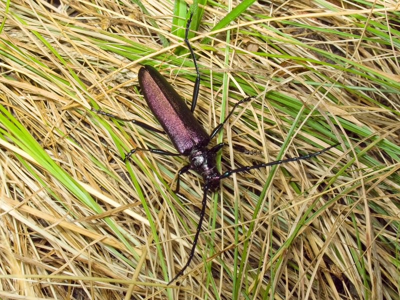 Aromia moschata (Linnaeus, 1758)